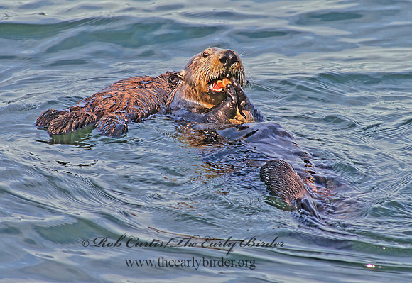 Enhydra lutris kenyoni  NORTHERN SEA OTTER 225417 z