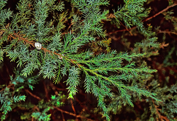 Juniperus virginiana  EASTERN RED CEDAR 215104z