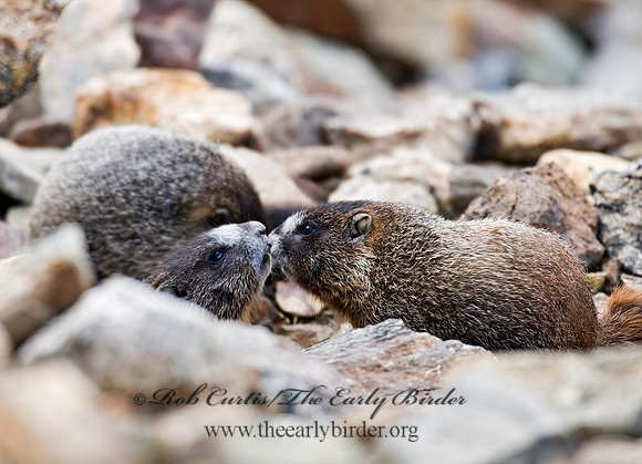 Marmota flaviventris  YELLOW-BELLIED MARMOT 7010543z