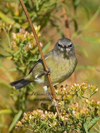 Leiothlypis celata  ORANGE-CROWNED WARBLER 6016755z