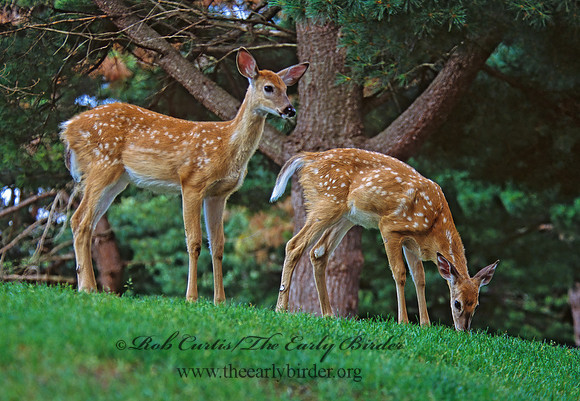 Odocoileus virginianus  WHITE-TAILED DEER 301607z