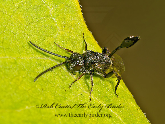 Hyptia  ENSIGN WASP  9023969z
