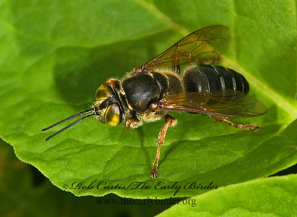 Tachytes crassus  LARRINI CRABRONID WASP 8008134z