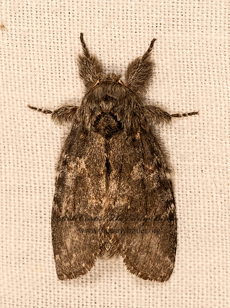 Peridea angulosa ANGULOSE PROMINENT 9081822z
