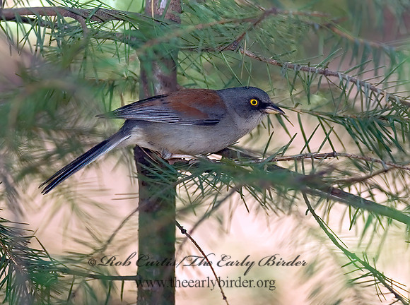 Junco phaeonotus  YELLOW-EYED JUNCO 6026895z