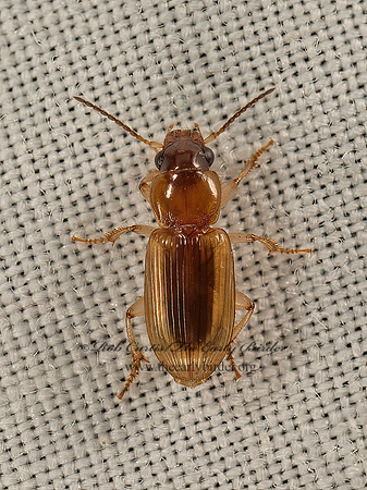 Stenolophus lecontei  SEEDCORN BEETLE 9048749z