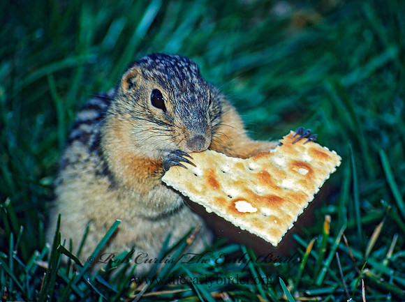 Ictidomys tridecimlineatus  13-LINED GROUND SQUIRREL 24612 z