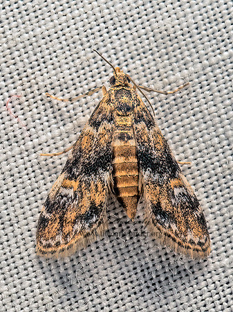 Elophila  AQUATIC CRAMBID MOTH 9050641z