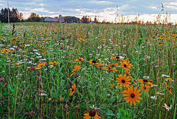 Gleason  PRAIRIE SUNRISE 209614z
