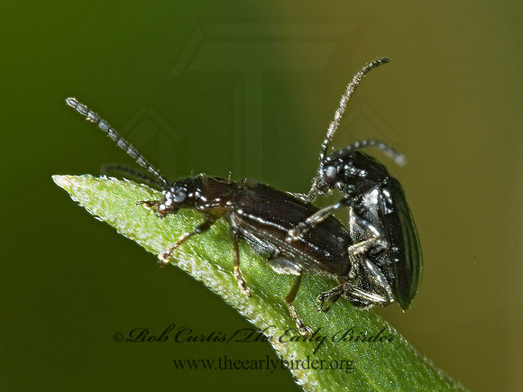 Diabrotica cristata LUPERINI LEAF BEETLE 5000162z