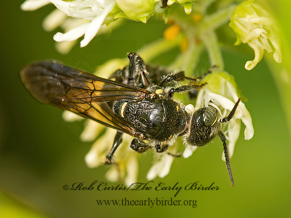 Myziumun obscurum  THYNNID WASP 9048011z