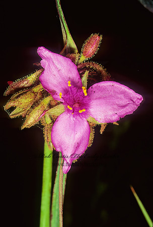 Tradescantia gigantea  ROSE SPIDERWORT 87121z