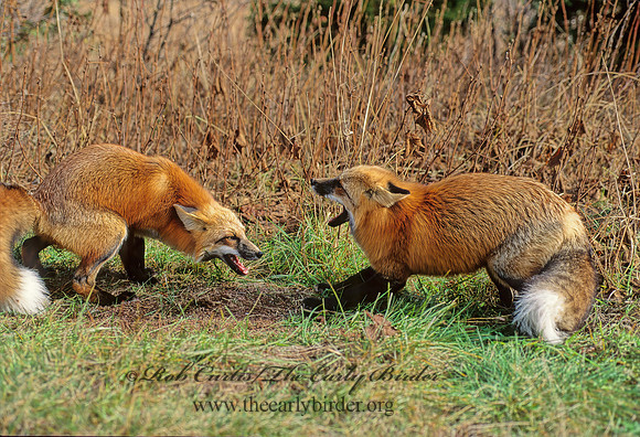 Vulpes vulpes  RED FOX 62334z