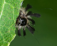 Euchaetes egle MILKWEED TUSSOCK MOTH 6011181z