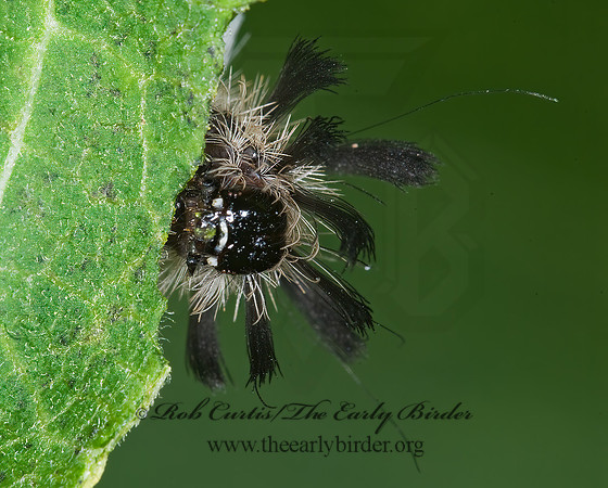 Euchaetes egle MILKWEED TUSSOCK MOTH 6011181z