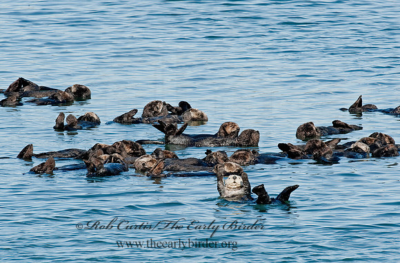 Enhydra lutris nereis  SOUTHERN SEA OTTER 8020393 z