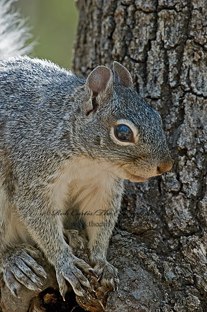 Sciurus arizonensis  ARIZONA GRAY SQUIRREL 5006107z