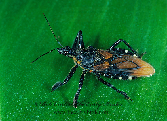 Apiomerus 203213z