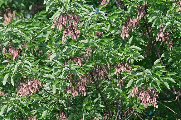 Fraxinus sp  ASH 9039734z