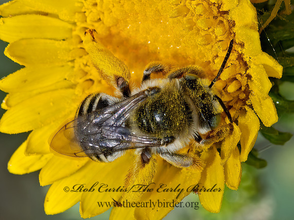 Melissodes  LONGHORN BEE 3023425z