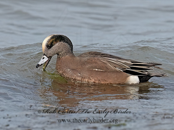 Mareca americana AMERICAN WIGEON 3048291z