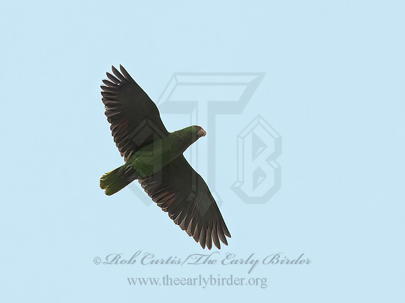 Amazona viridigenalis  RED-CROWNED PARROT 6039543z