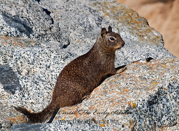 Otospermophilus beecheyi  CALIFORNIA GROUND SQUIRREL 7017642z