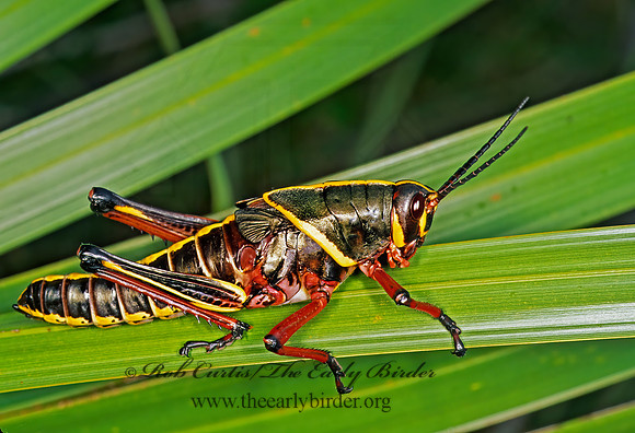 Romalea microptera SOUTHERN LUBBER GRASSHOPPER 248917z