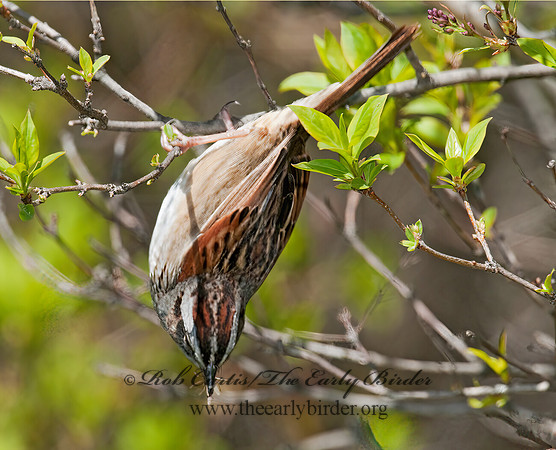 Melospiza georgiana  SWAMP SPARROW 3007235z