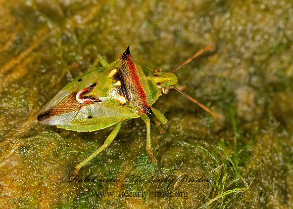 Tylospilus acutissiumus 35214z