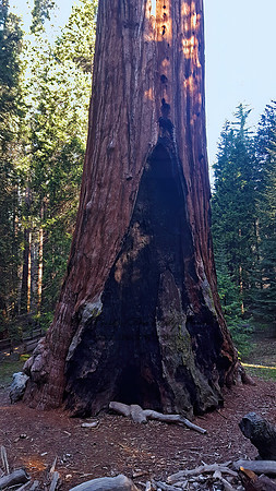 Sequoiadendron giganteum  GIANT SEQUOIA 2000809z