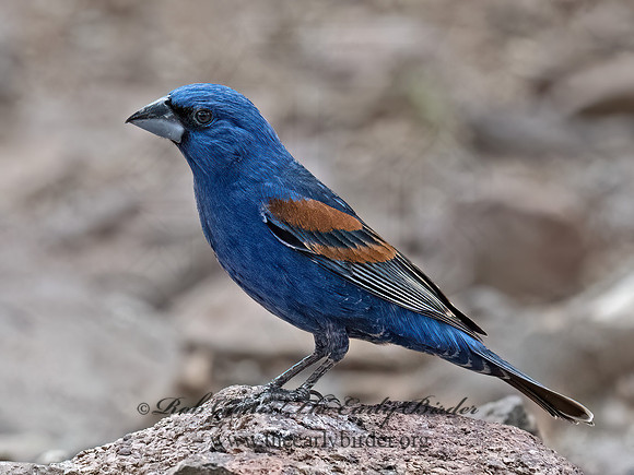 Guiraca caerulea  BLUE GROSBEAK 3037289z