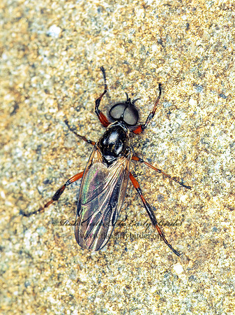 Bibio femoratus MARCH FLY 149236 Mz