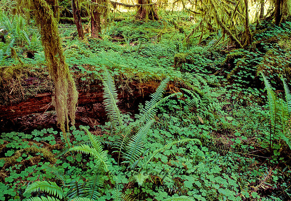 TEMPERATE RAIN FOREST 133007z