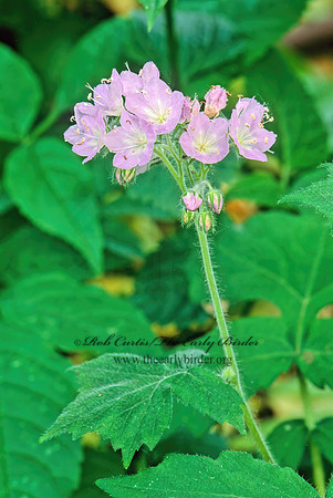 Hydrophyllum appendiculatum  APPENDAGED WATERLEAF 266014z