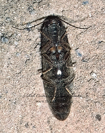 Deilelater physoderus 53636z