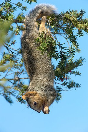 Sciurus niger  FOX SQUIRREL 6035651z