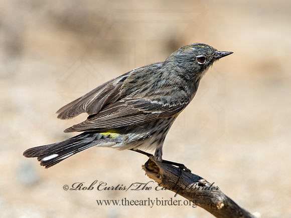 Setophaga coronata auduboni  AUDUBON'S WARBLER  9056711z