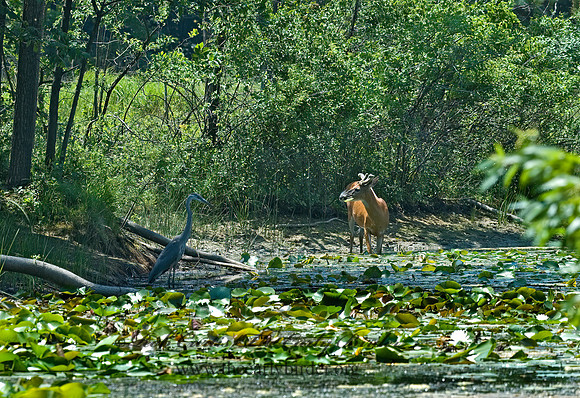 Odocoileus virginianus  WHITE-TAILED DEER 5009465z