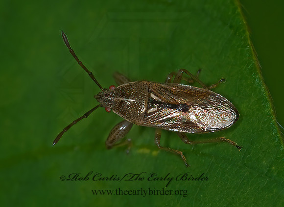 Oedancala dorsalis 6010066z