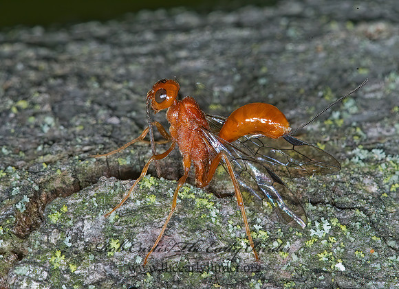Aulacus burquei 5008114z