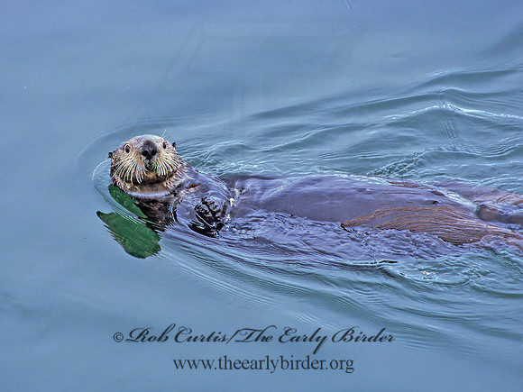 Enhydra lutris kenyoni  NORTHERN SEA OTTER 224412 z
