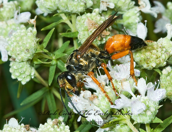 Sphex ichneumoneus 5001340z