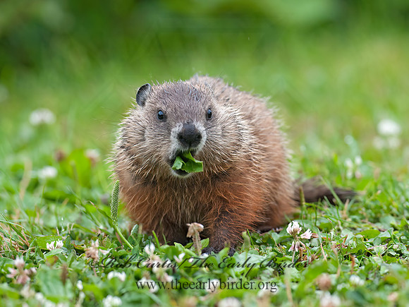 Marmota monax  WOODCHUCK 8034824z