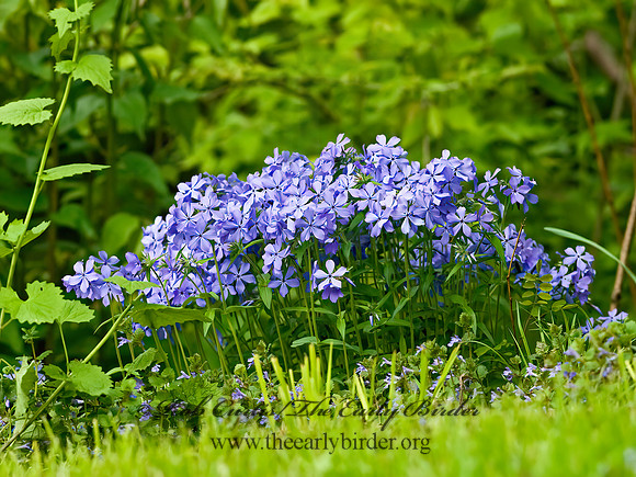 Phlox divaricata  BLUE PHLOX 7016380z