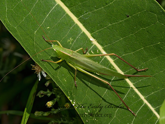Neoconocephalus retusus  ROUND-TIPPED CONEHEAD 8037586z