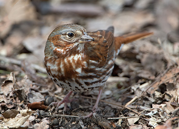 Passerella iliaca  FOX SPARROW 9028118z
