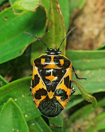 Murgantia histrionica 182819z
