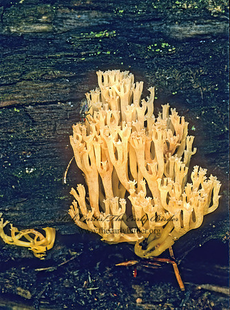 Artomyces pyxidatus  CROWN CORAL 176502z