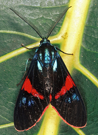 Cyanopepla scintillans CTENUCHINI TIGER MOTH 201517 z